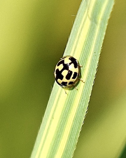 14-spot ladybird